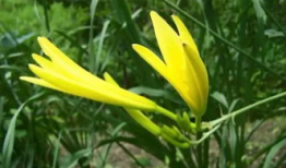 忘忧草视频,穿越时光的治愈之旅