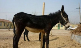 马配驴视频大全,动物界的跨界搭档秀